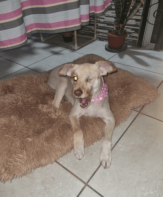 <br>Cataleya antes de ser agredida. Foto: Cortesía <br>Cataleya antes de ser agredida. Foto: Cortesía