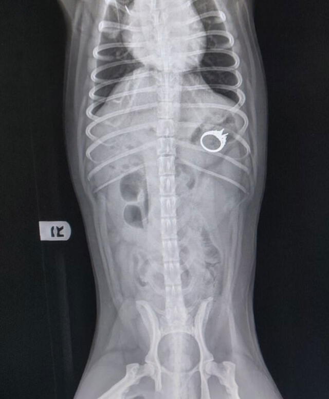 La radiografía mostraba el anillo en el interior del perro. Fuente: Caters News.