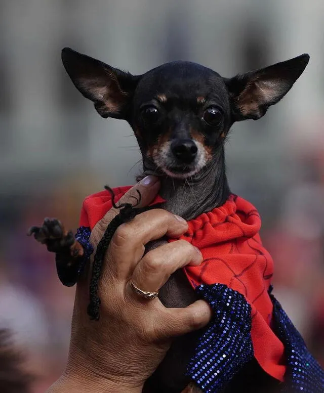  Las personas también llevaron a sus mascotas disfrazadas de Spiderman. Foto: ukideane/Instagram   