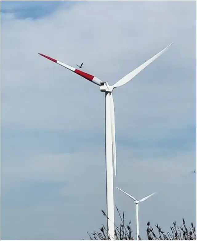 En octubre de 2023, un ave adulta se desvía de una turbina del parque eólico de Umoya, que presenta dos anchas franjas de color rojo señal. Foto: BioRXiv En octubre de 2023, un ave adulta se desvía de una turbina del parque eólico de Umoya, que presenta dos anchas franjas de color rojo señal. Foto: BioRXiv