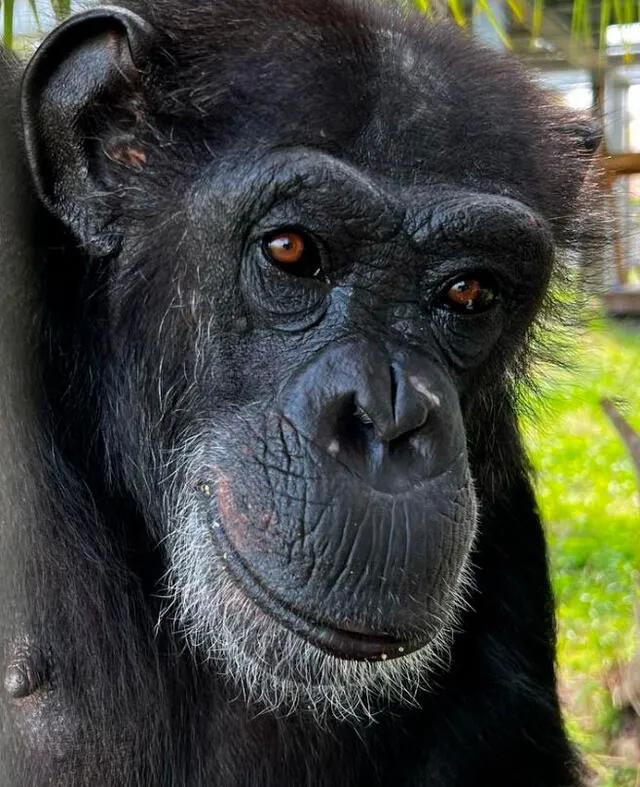 La chimpancé convive con más de 200 simios en un refugio de Estados Unidos. Foto: @savethechimps/Instagram   