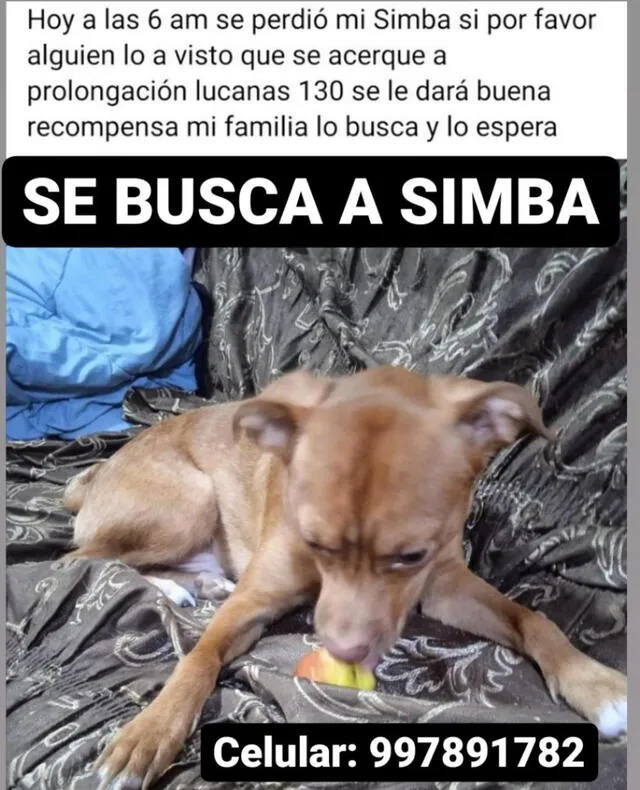 Simba perdido