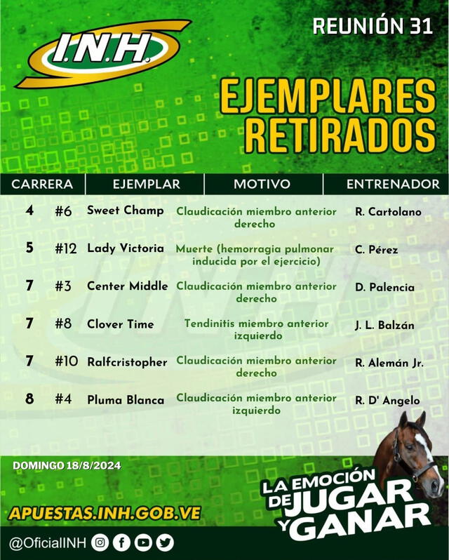 Caballos que ya fueron retirados de las carreras. Foto: INH   