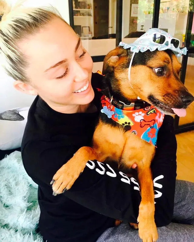 Miley Cyrus y Liam Hemsworth se enfrentarían por custodia de sus mascotas [FOTOS]