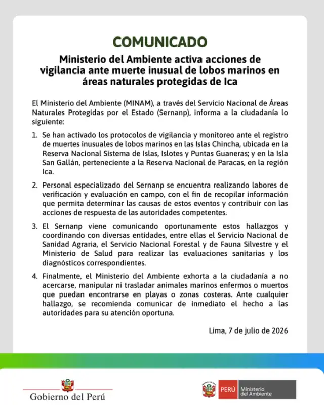 Sernanp, Ministerio del Ambiente, lobos marinos muertos Ica Sernanp, Ministerio del Ambiente, lobos marinos muertos Ica
