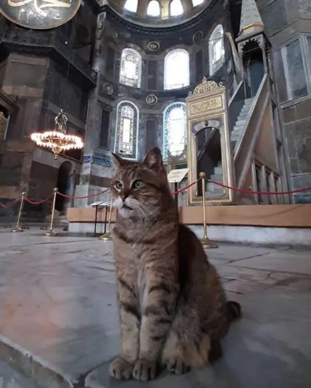 Gli, la famosa gata no será desalojada de la basílica de Santa Sofía pese al cambio a mezquita [VIDEO]