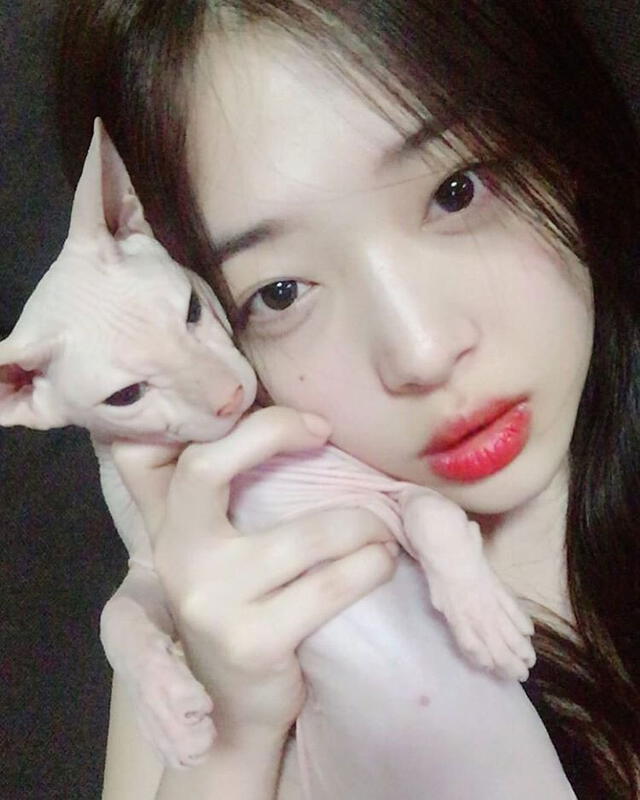 Sulli, exmiembro de F(x), poseía un gato de raza Sphinx, llamado Goblin. Sulli, exmiembro de F(x), poseía un gato de raza Sphinx, llamado Goblin.