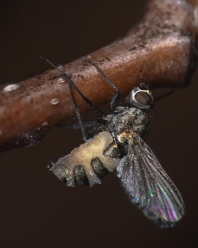 Las moscas pierden la voluntad por las sustancias del hongo patógeno. Otro ejemplo espeluznante de lo que es vivir en la naturaleza. Foto: Inaturalist / Trey Wardlaw