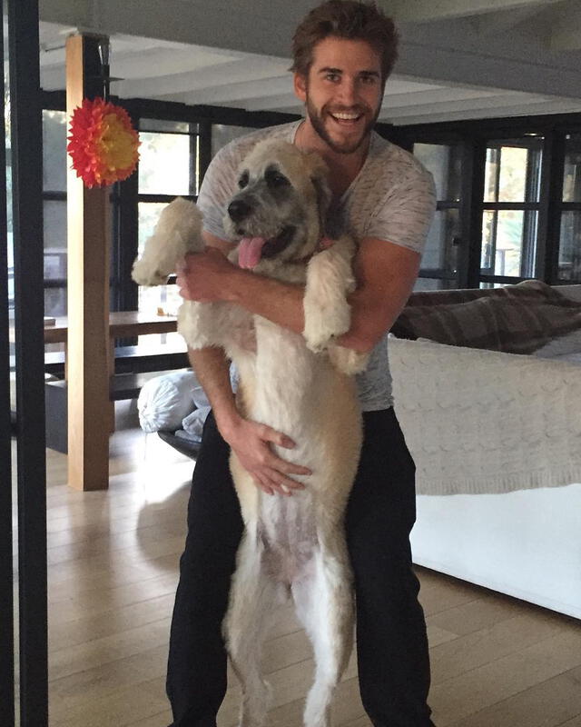 Miley Cyrus y Liam Hemsworth se enfrentarían por custodia de sus mascotas [FOTOS]