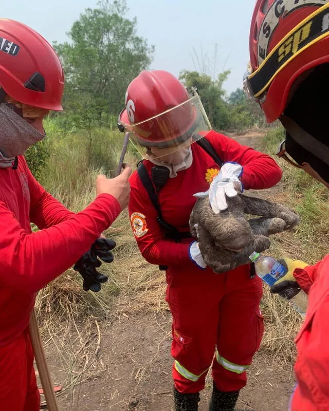  Bomberos prestan apoyo a oso perezoso. Foto: difusión    