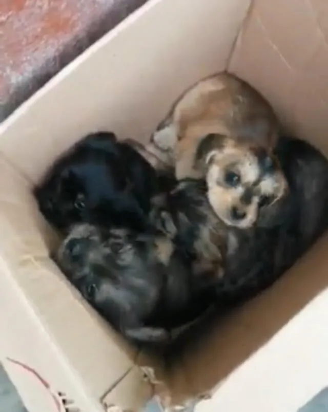 Perritos fueron abandonados en una caja. Foto: SOS Rescate
