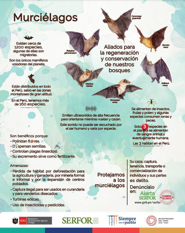 Infografía de murciélagos. Foto: Serfor