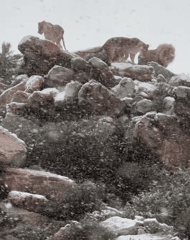 Cae nieve en el sur de África en plena ola de calor. Foto: Yvette Carmen Muller/Instagram   