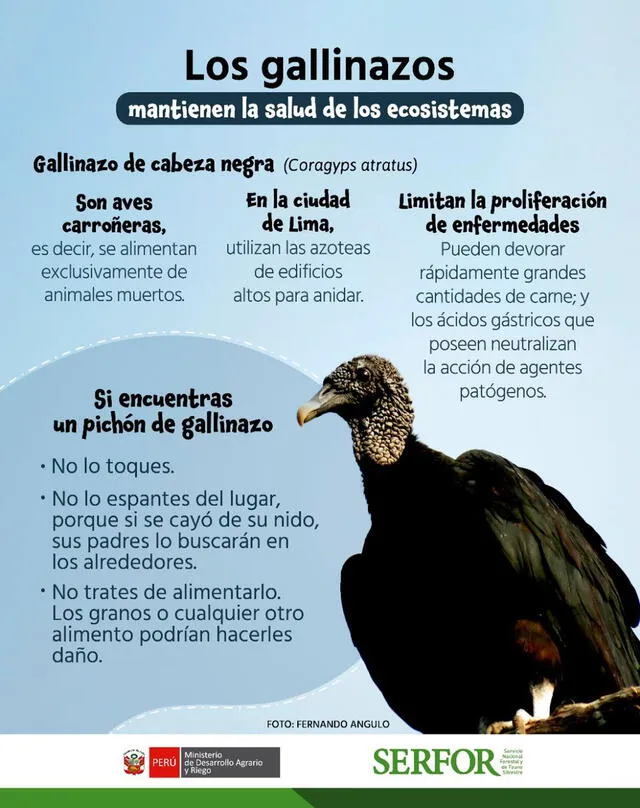 Gallinazos en Lima: características del ave que mantiene la salud de los ecosistemas