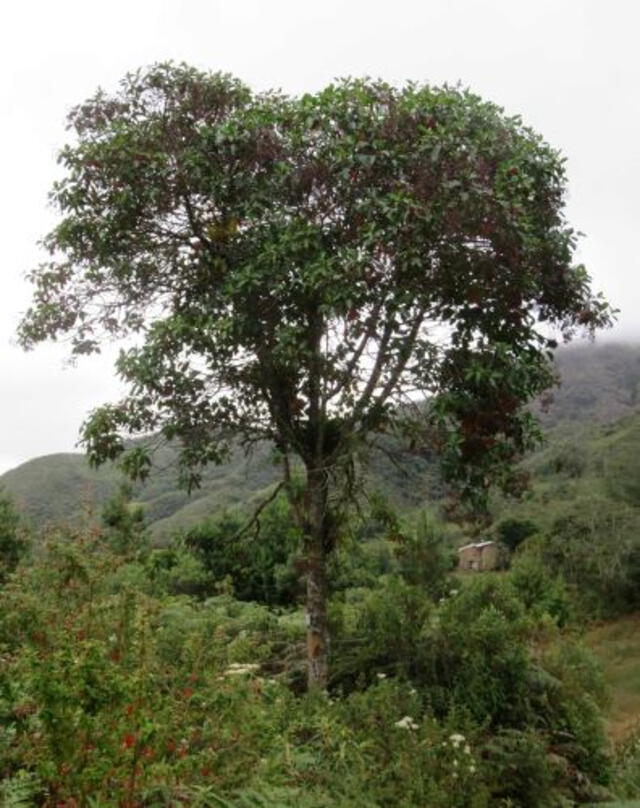 árbol de la quina, escudo de Perú