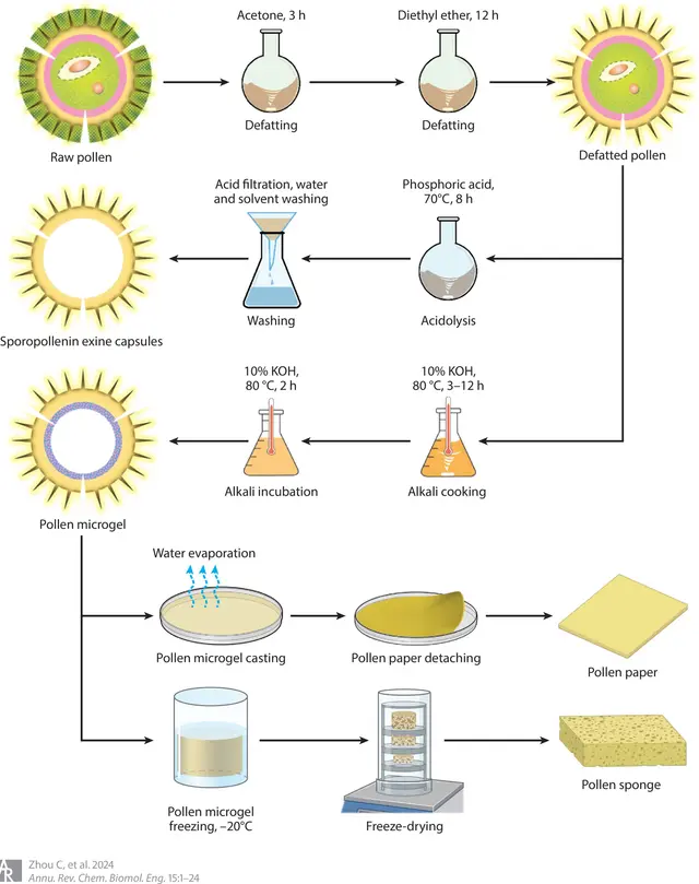  Proceso de elaboración del papel y esponja hechos con polen. Foto: Chemical and Molecular Engineering   