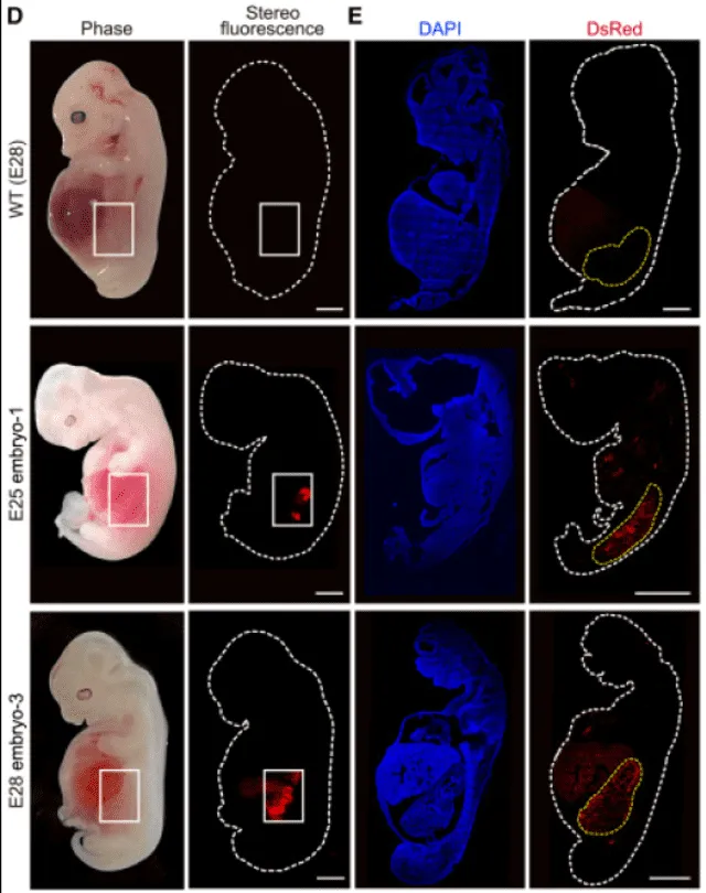  Complementación de embriones de cerdo. Foto: Cell Stem Cell   