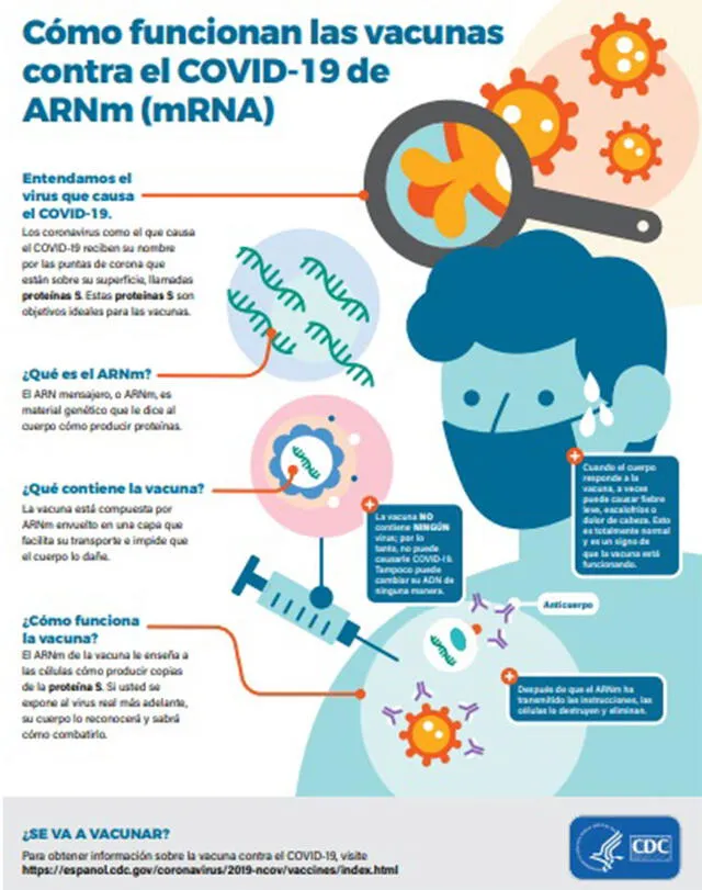 ¿Cómo funcionan las vacunas de ARNm? Foto: captura web de los CDC.