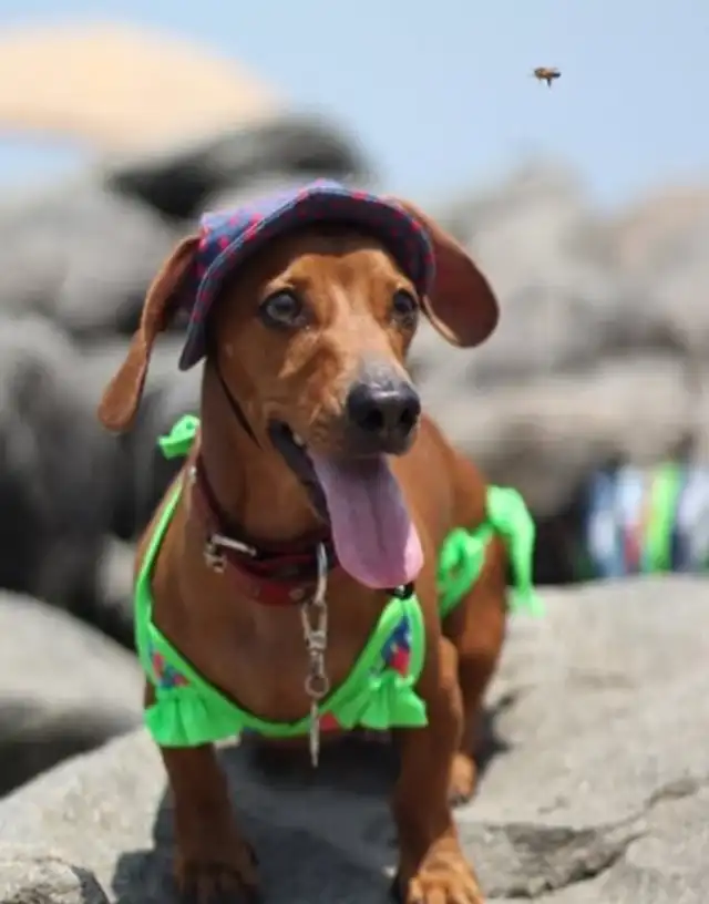 Foto de la mascota de Xiomy. Foto: Instagram   