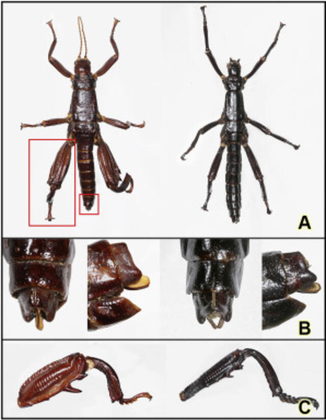  Se compararon insectos palo de la isla de Lord Howe y de la pirámide de Ball para corroborar que eran la misma especie. Foto: Current Biology   