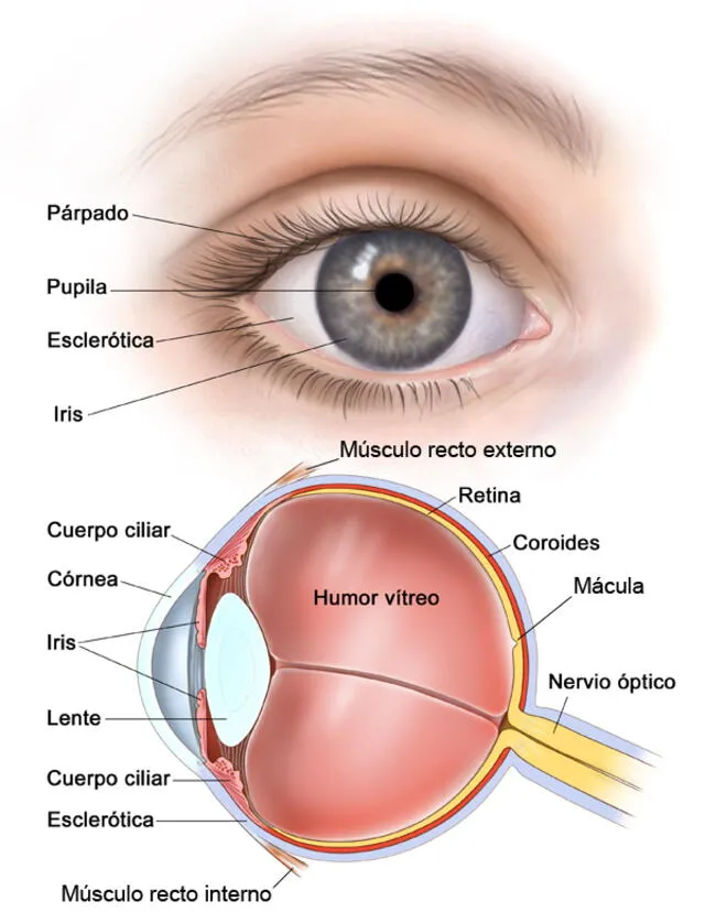 Imagen de las partes del ojo. La retina está detrás del humor vítreo. Foto: Terese Winslow