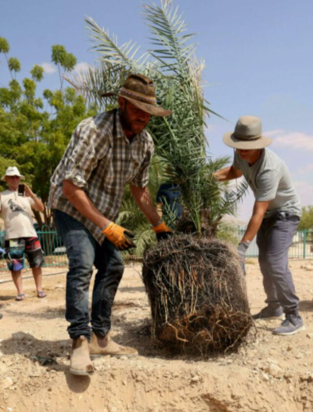 Trabajadores trasplantan una palmera de dátiles. Foto: AFP