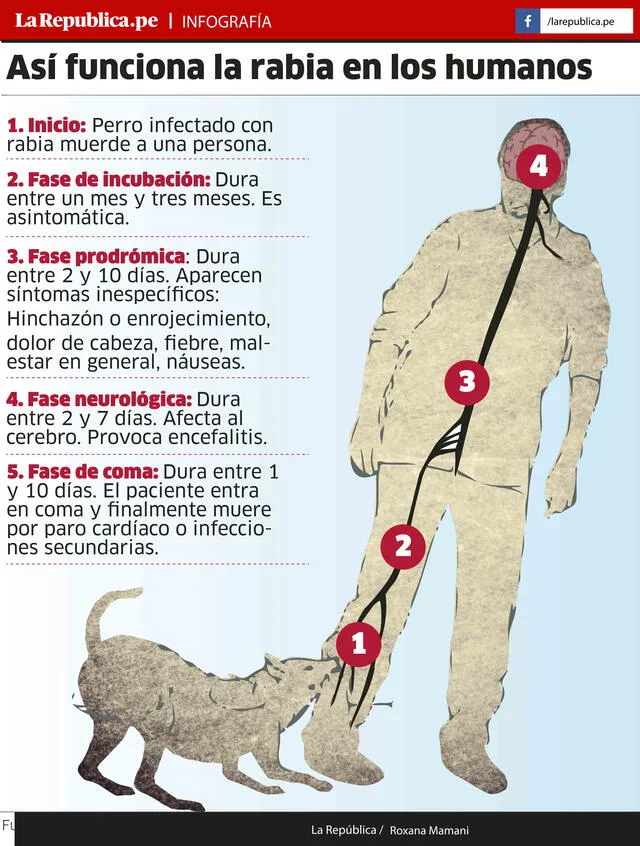 En Arequipa y Puno existe riesgo de rabia humana