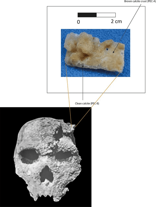  El cráneo está cubierto por una formación de calcita. Foto: Science Journal of Human Evolution   