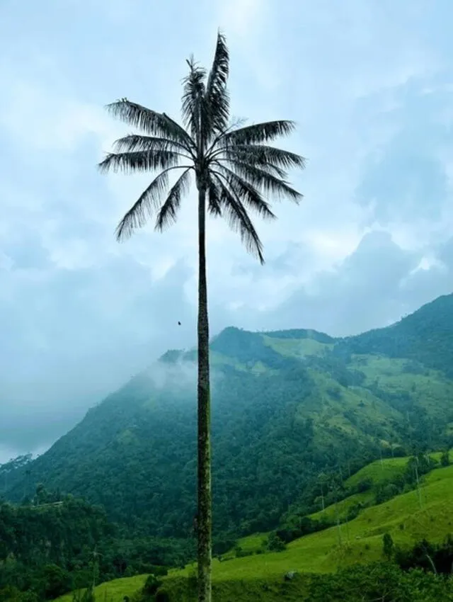 La palma más alta del mundo en uno de los valles donde habita. Foto: Juan Pablo Riveros   