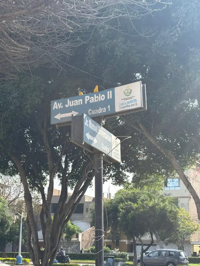 Alameda Santa Rosa en peligro: expertos cuestionan viabilidad del trasplante y la compensación arbórea. Foto: difusión. Alameda Santa Rosa en peligro: expertos cuestionan viabilidad del trasplante y la compensación arbórea. Foto: difusión.