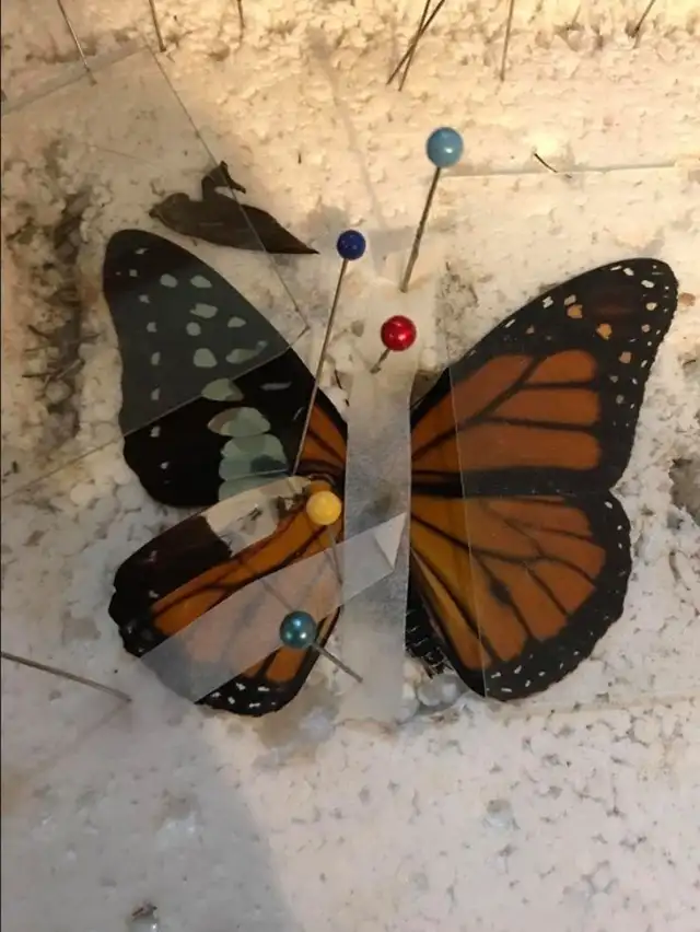 EE.UU.: Mariposa tiene una segunda oportunidad luego que mujer le trasplantara un ala [VIDEO]