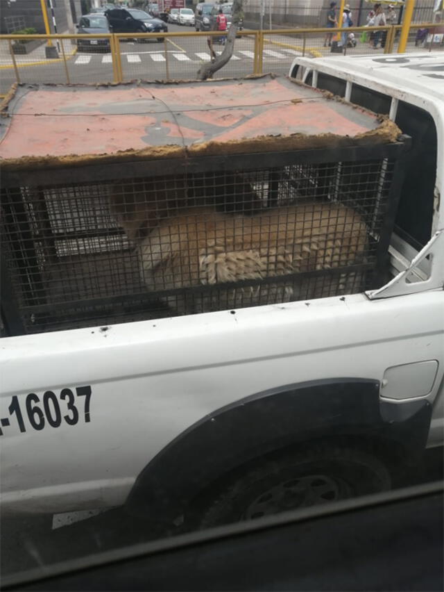 Maltrato animal Maltrato animal