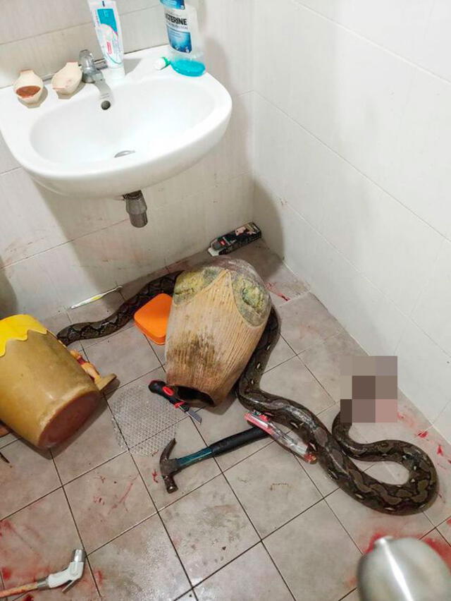 Mujer es atacada por una serpiente que se encontraba en el interior de su inodoro