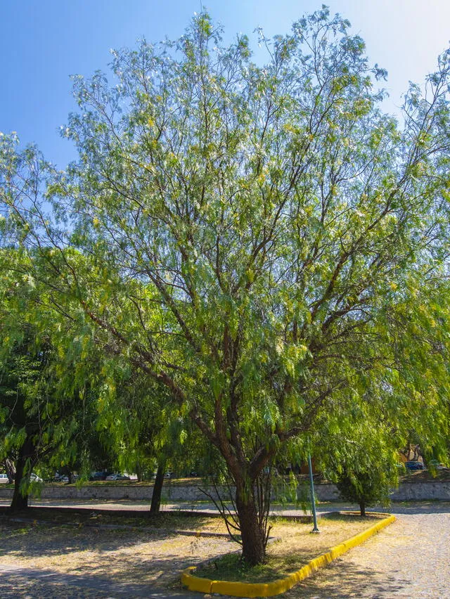 Desde tiempos ancestrales, el pirul ha sido utilizado por sus propiedades medicinales. Sus frutos se emplean para aliviar problemas digestivos como cólicos, bilis y estreñimiento. Foto: Iteso   