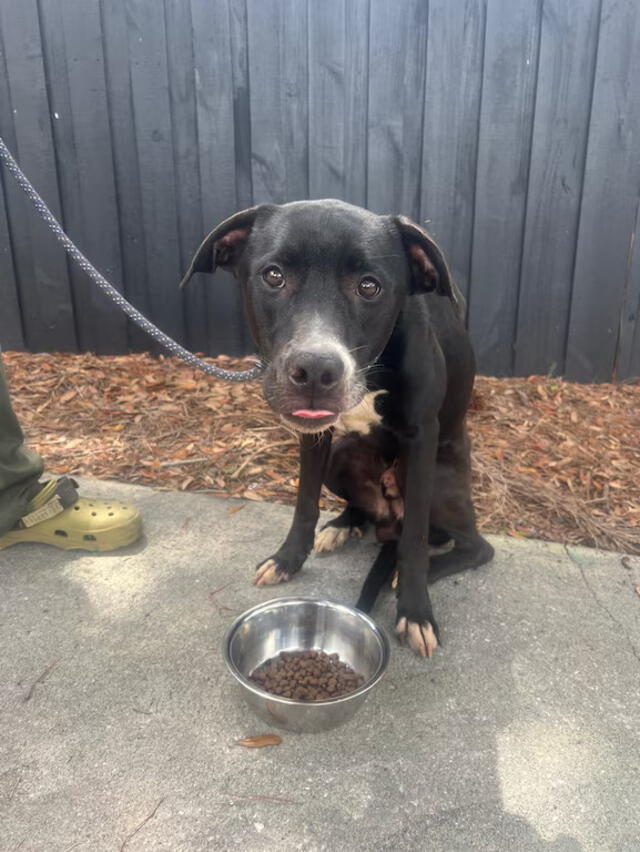 Al perrito que rescataron, le dieron de comer y lo llevaron al veterinario. Foto: GoFundMe   