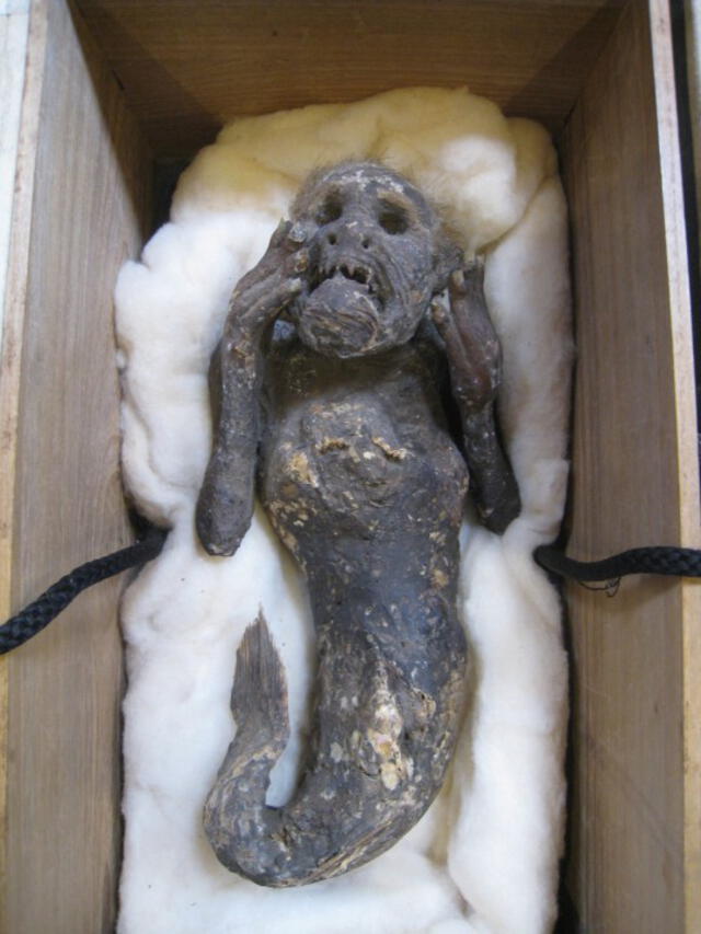 Sirena momia encontrada en el oceano pacífico frente a una isla japonesa.