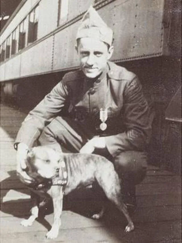 Stubby, el perro sargento que salvó vidas y capturó a un espía alemán en la Gran Guerra