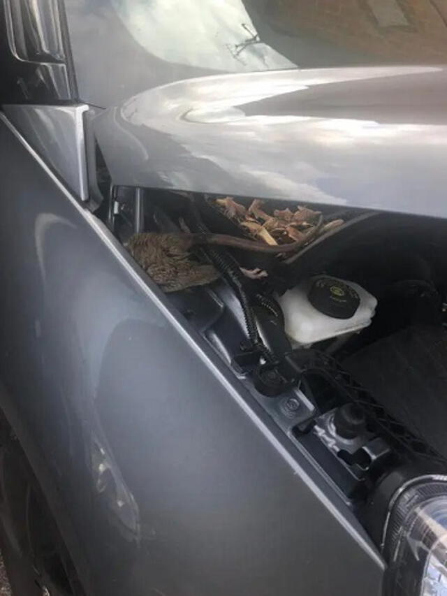 Una rata atrapada por uno de los especialistas luego de que mordiera los cables de un auto