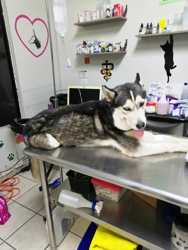 Max acudía todas las semanas al veterinario. (Foto: Facebook)