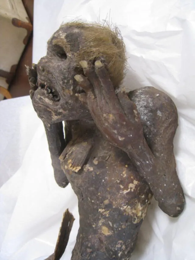 Sirena momia encontrada en el oceano pacífico frente a una isla japonesa