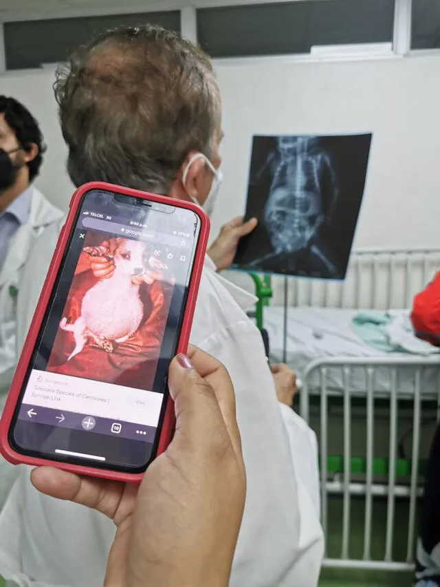 Perro panzón Perro panzón