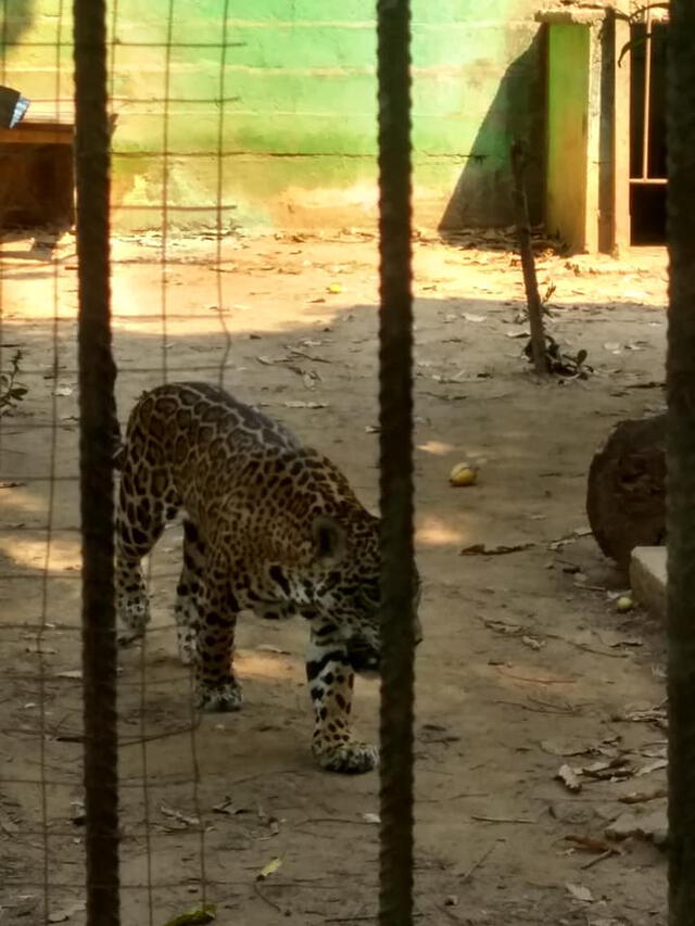 Felino en el zoológico 'El Jaguar'. (Foto: Facebook/Leonel)