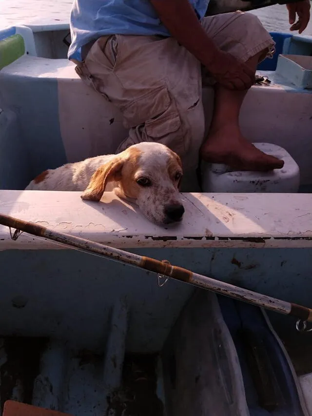 Facebook viral: perro es rescatado por pescadores en México