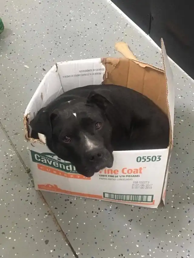 Captain dentro de su cama preferida. Foto: Detroit Dog Rescue / Facebook.