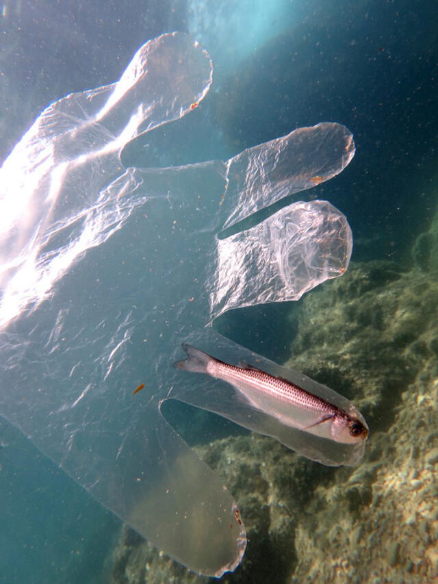 guante plastico coronavirus contaminacion ambiental pez