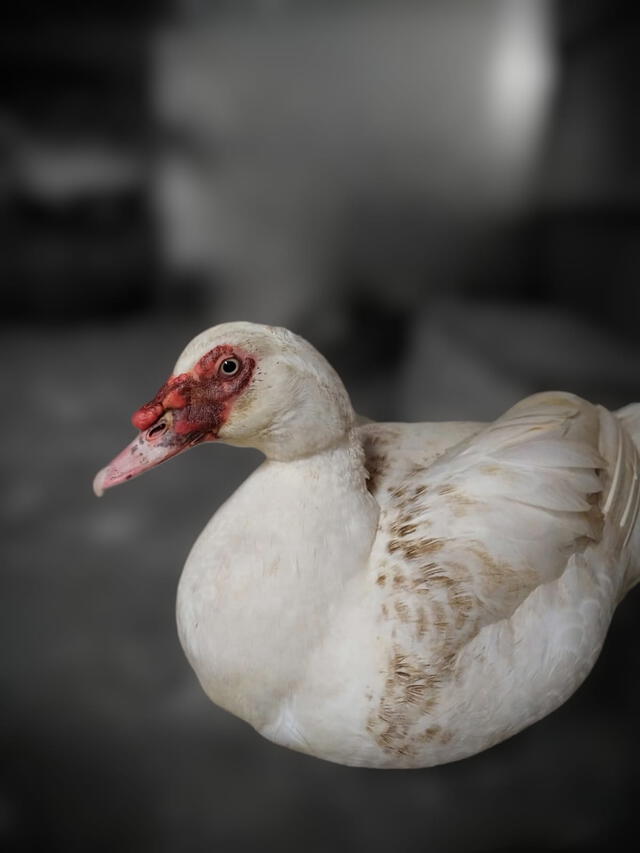  Un pato resultó afectado tras el saqueo del refugio. Foto: Estefani Enriquez/cortesía   