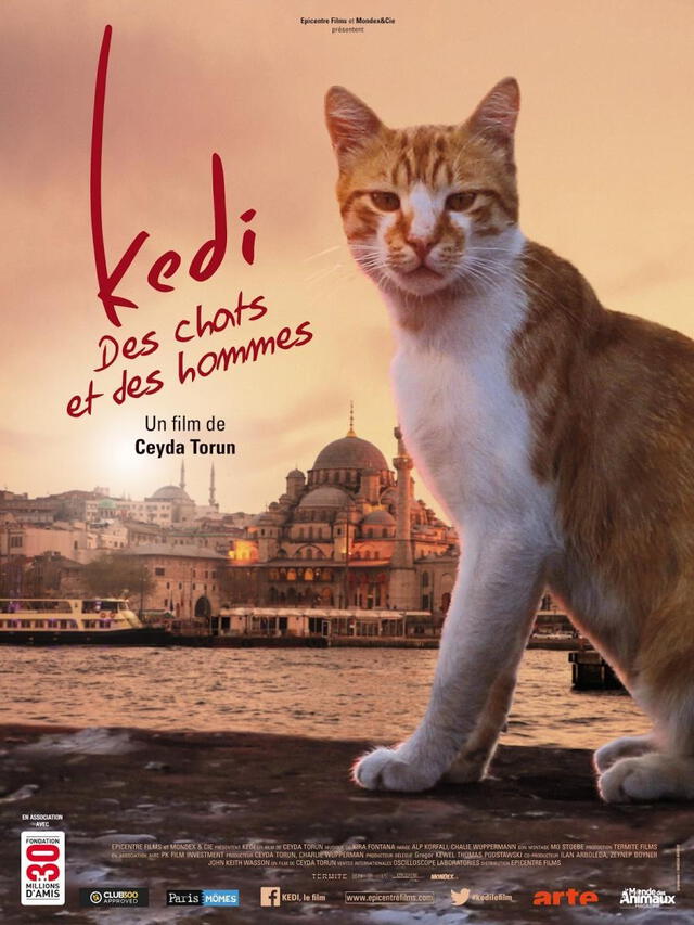  Documental "Kedi”. Foto: FilmAffinity   