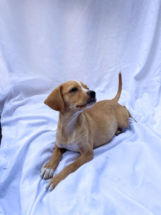 Caramelo es uno de los cachorros en adopción, pero también hay perros adultos. Foto: Fundación Rayito 