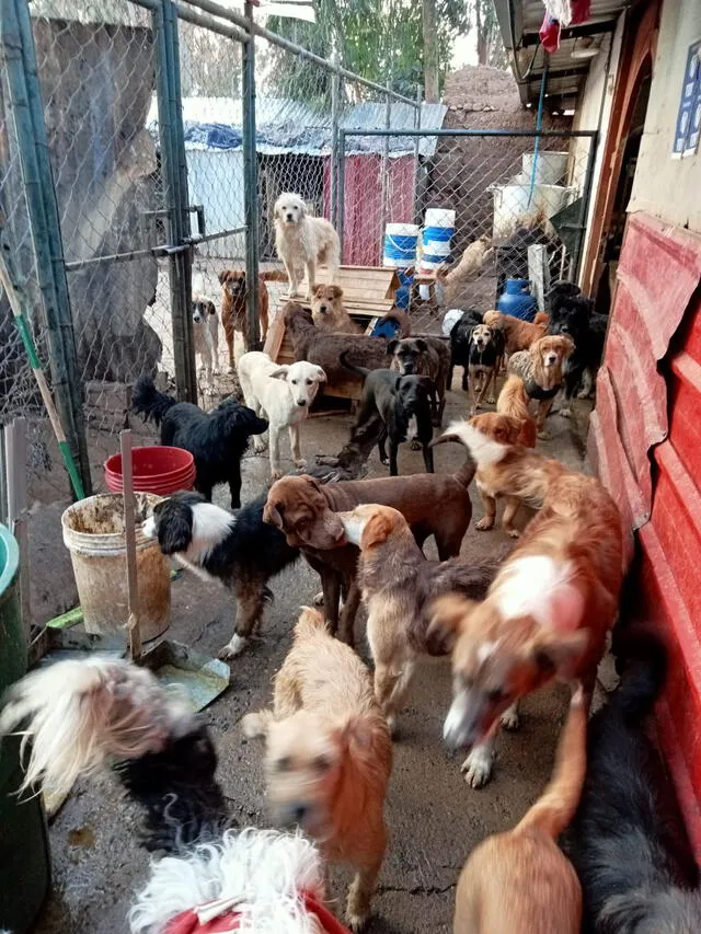 El albergue de Emilia tiene perros de toda raza y condición. Foto: cortesía de Emilia Rescata Huancayo   