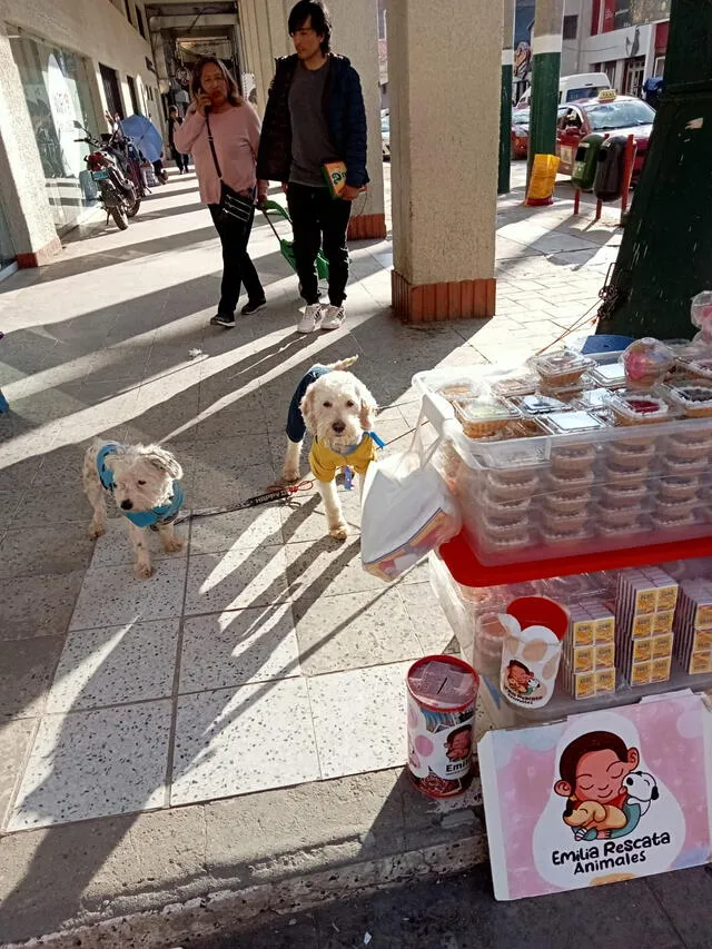 Emilia vendiendo cheescakes y otros implementos para solventar los gastos de los perros rescatados. Foto: cortesía de Emilia Rescata Huancayo   